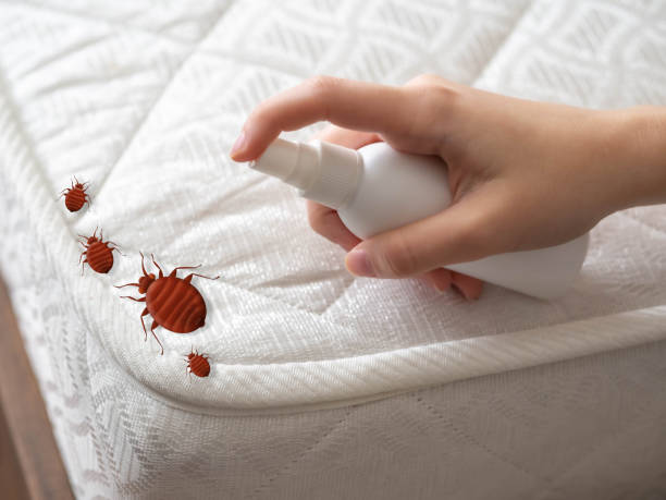 Reliable White Rock, NM Pest Control Solutions